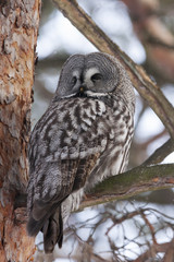 Great grey owl sitting on branch of pine tree
