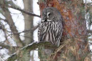 Great grey owl sitting on branch of pine tree