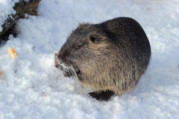 Sumpfbiber (Nutria) beim Fressen