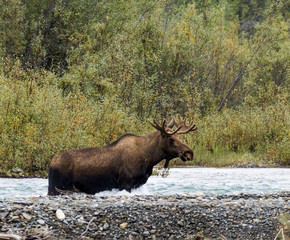 BULL MOOSE
