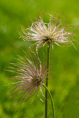 fruit of alpine pasqueflower, Pulsatilla patens