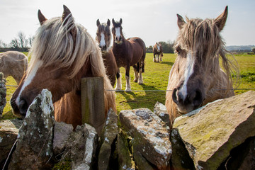 Welsh ponies, Anglesey, Wales