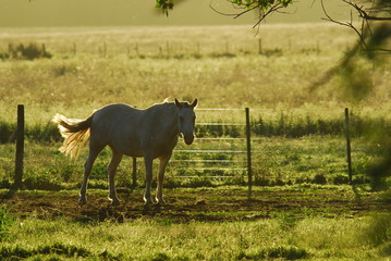 Caballos en la llanura Pampeana Argentina