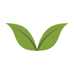 leafs plant isolated icon vector illustration design