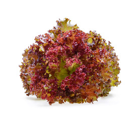 Red oak lettuce on white background.