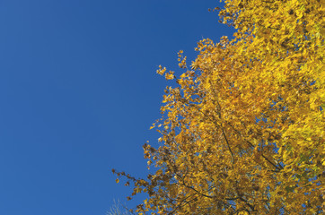Autumn theme