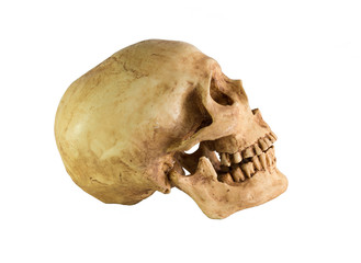 Skull side  view on white background / Image Isolate on white background with clipping path
