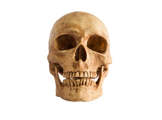 Obraz premium Skull front view on white background / Image Isolate on white background with clipping path