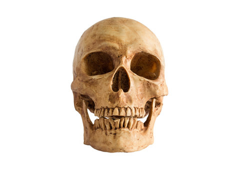 Skull front view on white background / Image Isolate on white background with clipping path


