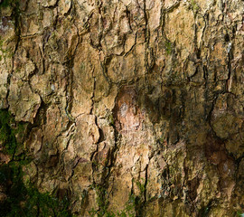 Tree bark texture