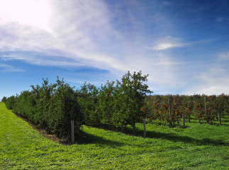 Apple orchard  in autumn