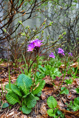 Beautiful purple blooming primrose flower on dry fallen leaves and foggy forest natural background at spring. Close up view