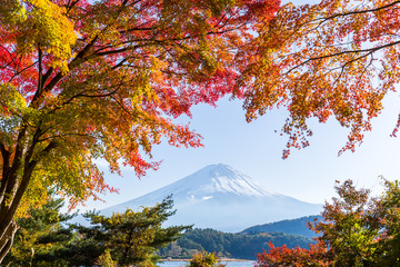 Mount Fuji and maple tree