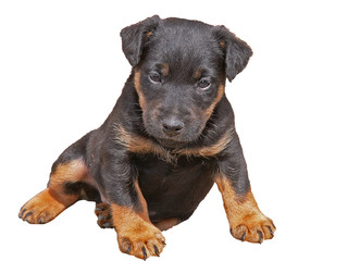 Obraz premium isolates puppy jagdterrier