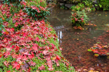Japanese temple with maple leaves