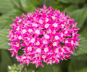 Pink ixora flower