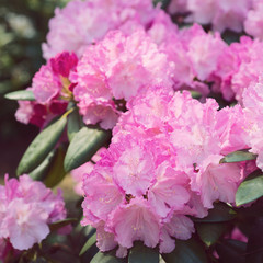 Flower Pink Rhododendron