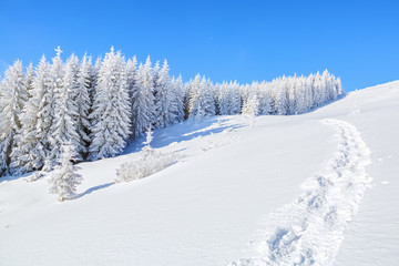 Magical trees covered with white snow.