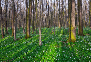 Meadow with white primroses.