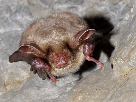 Bats sleeping in a cave
