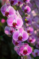Fototapeta na wymiar Phalaenopsis Orchid blooming in Rajapruek Flora Park, Chiang Mai, Thailand.