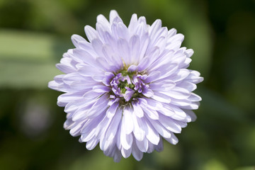 Purple aster flower