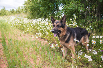 Dog german shepherd and grass around in a summer