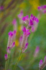 Fototapeta premium Celosia spicata is one of the edible plant which taste like mild spinach