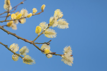Willow Catkins Against Blue Sky