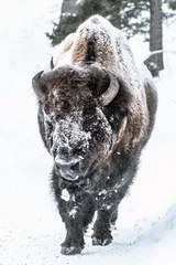 Türaufkleber Bison © Josh Myers