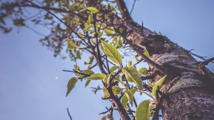 Fresh green leaves plant in vintage style picture.