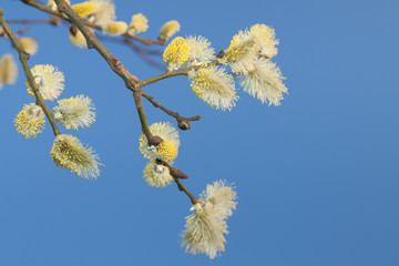 Willow Catkins Against Blue Sky