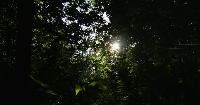 Sun Rays Beaming Through the Greenary in a Forest, Which is Wild, Mysterious, Full of Curvy Branches, Old and Young Trees, Epirit of Enigma, in Summer