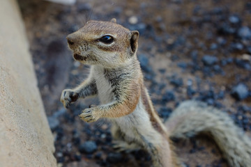 Atlashörnchen in Fuerteventura