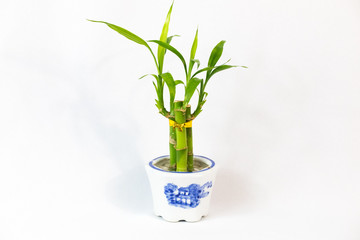 Mini Bamboo Potted Plant