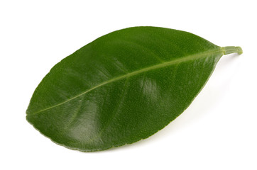 Obraz premium green leaf