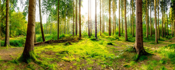 Obraz premium Lasowa panorama przy wschodem słońca