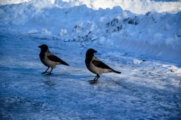 Crows on a ground in city park