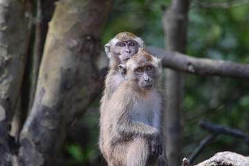 two macaques sitting on a tree