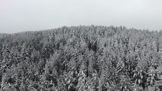 Snow winter season. trees forest woods. beautiful nature. fly over. aerial view.