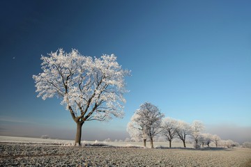 Winter tree on a sunny morning