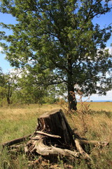 alter morscher baumstamm vor gesundem baum