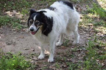 Fototapeta premium Max, the senior Australian Shepherd 