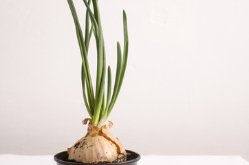 Onions grown in pots on a white background,  bulb with sprouts
