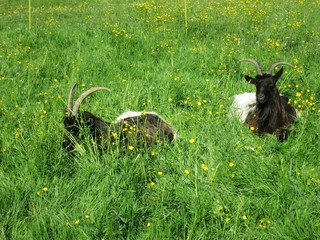Ziegen in der Wiese