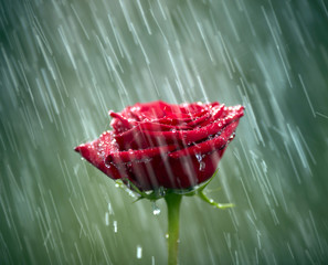 Obraz premium Red rose into the rain. Shallow DOF