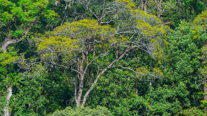 Tree branches scenery background.