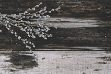 Rustic wooden table background and some spring pussy willow