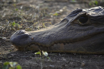 cocodrilo lagarto retrato crocodile