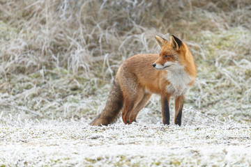 Red fox in wintertime